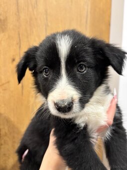 Czarno biała suczka Border collie - 8