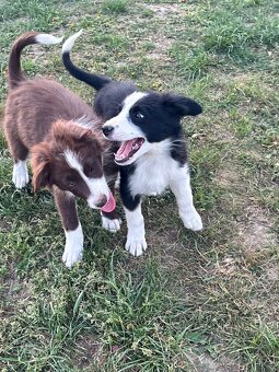 Piesek border collie czarno biały - 8