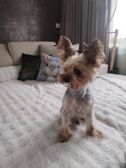 Yorkshire terrier suczka - 8