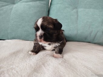Pies rasy Shih Tzu z rodowodem - 8