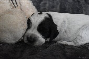 Niebieski spaniel pikardyjski FCI (wyżeł,płochacz) - 8