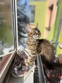 Kocięta Maine Coon  s PP - 8