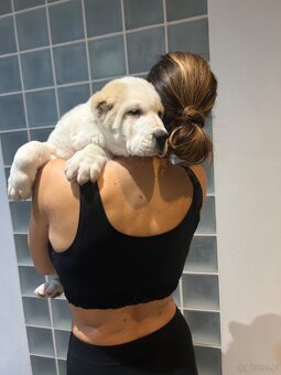 Owczarek środkowoazjatycki alabai - 8