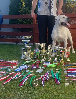 Dog Argentyński z PP, szczenięta dogo argentino REZERWACJE - 8