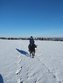 APH gelding, bay roan overo - 8