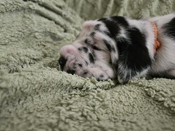 Dog niemiecki - 8
