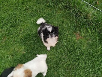 Pekińczyk Pekińczyki Nie Shih Tzu - 8