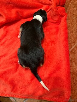 Chart rosyjski borzoj - 8