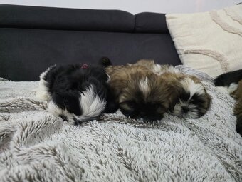 Pieski rasy Shih- tzu - 8
