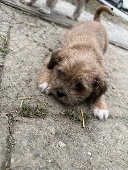 Szczeniaki shih tzu - 8