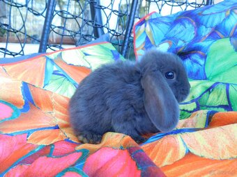 Niebieskie baranki mini lop - 8