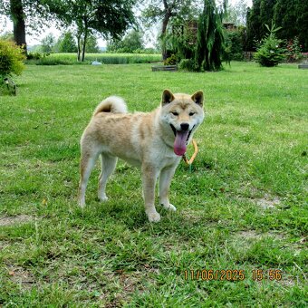 Shiba Inu, dziesięciomiesięczny, czerwony piesek - 8