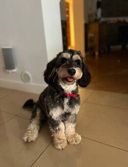 Cockapoo - pudel miniaturowy - 8