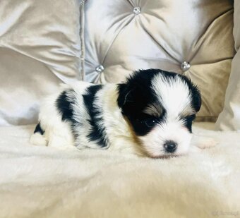 York Biewer - maleńki piękny chłopczyk. luxusowy. - 8