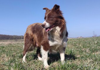 Rasowy Pies Border Collie - TOMI z pełną dok. z hodowli - 8