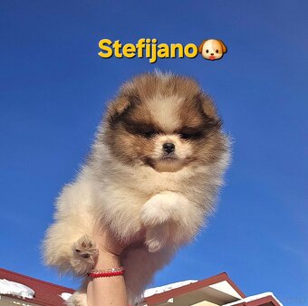 Pomeranian BOO – wygląd pluszowego misia, szpic pomerański - 8