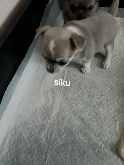 Chihuahua Niebieski Krótkowłosy Królewicz - 8