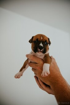 Szczenięta amstaff - 8