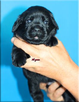 Labrador retriever czarne szczenięta - 8