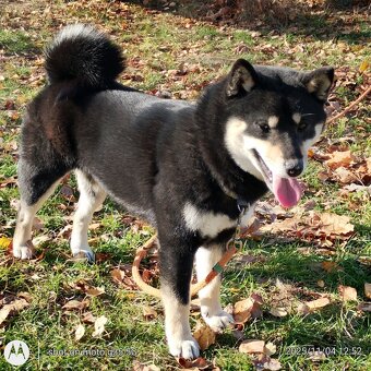 Shiba Inu, roczna suczka, czarna-podpalana - 8