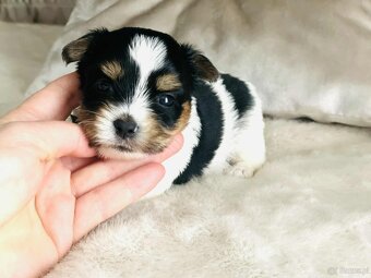 York Biewer - cudna suczka po sprawdzonych przodkach. - 8