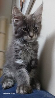 Maine coon FPL - 8