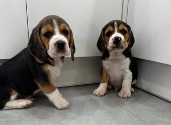 Beagle szczeniak - 8