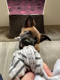 Owczarek belgijski - 8