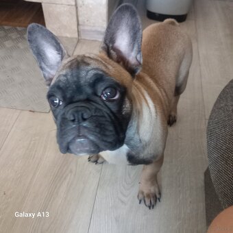Buldog Francuski - 8