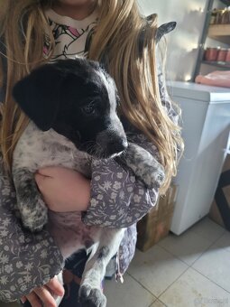 Szczeniaki wyżeł niemiecki - 8