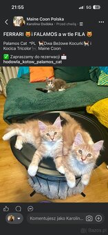 Maine Coon - 8
