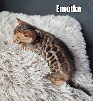 Kotka bengalskie z rodowodem - 8