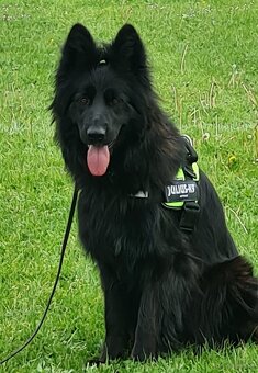 Owczarek niemiecki długowłosy czarny FCI - 8