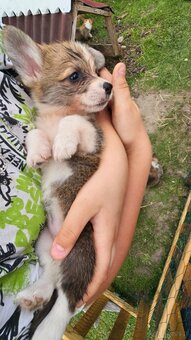 Kto pokocha szczenię Welsh Corgi? - 8