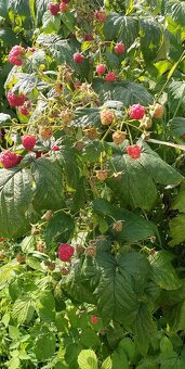 Dom murowany- dwuczęściowy - 8