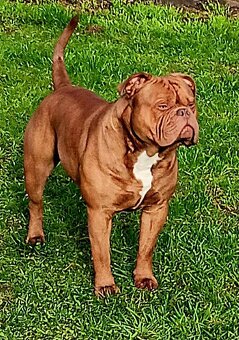 Buldog Staroangielski - Old English Bulldog - 8
