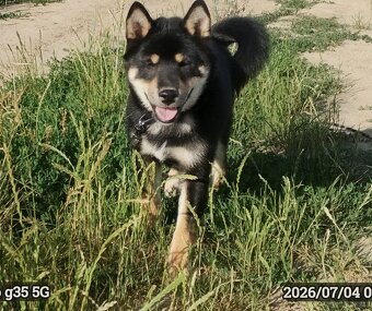 SHIBA INU czteromiesięczny szczeniaczek - 8