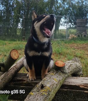 SHIBA INU czteromiesięczny szczeniaczek - 8