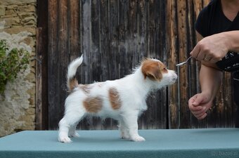Jack Russell Terier  FCI s PP - 8