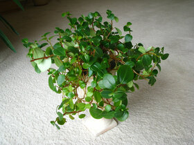 Mulenbekia – piękna zdrowa roślinka ozdobna - 8