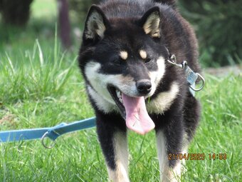 Shiba Inu, dziesięciomiesięczna suczka, czarna-podpalana - 8