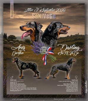 Beauceron z PP FCI - 8