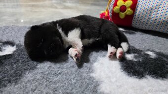 Akita amerykańska - 8