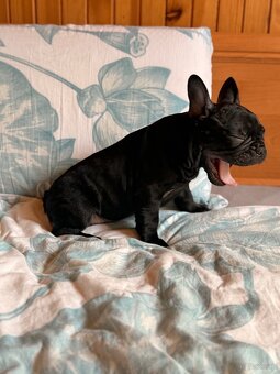 Buldog francuski gotowe do odbioru - 8