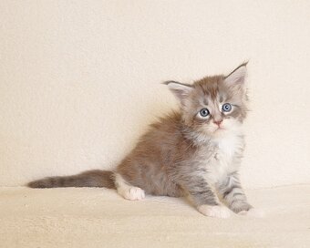 Śliczny kocurek Maine Coon - 8