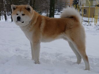 Akita Inu akita japońska szczenięta - 8