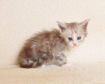 Przepiękna koteczka Maine Coon - 8