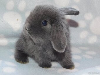 Cudne baranki niebieskie mini lop - 8