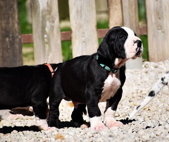 Dog niemiecki z rodowodem - 8