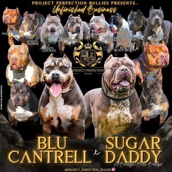 American bully xl - 8